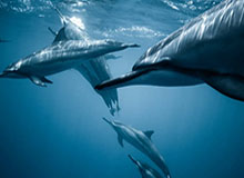 皇冠体育入口-国王新秀接管关键时刻！数据无法体现他的真实价值